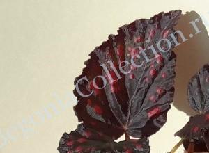 Begonia Cherry in Chocolate-2