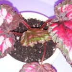 begonia-chicago-fire-2