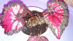 begonia-chicago-fire-2