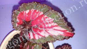 begonia-chicago-fire-4