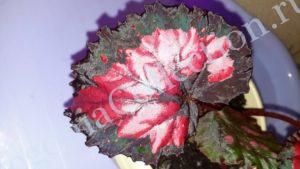 begonia-chicago-fire-5