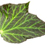 begonia-chloroneura