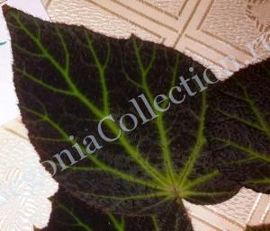 Begonia Chloroneura-2