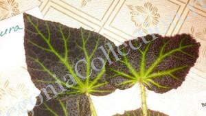Begonia Chloroneura-4