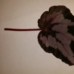 Begonia Color vision-2