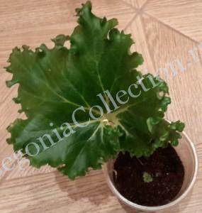 Begonia Crispa-2
