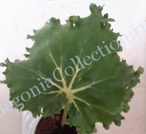 Begonia Crispa-3
