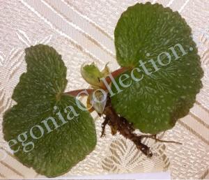 Begonia Crispula-3
