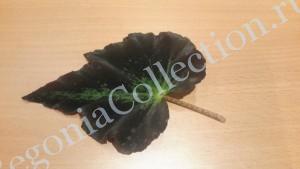 Begonia Dainty Lady