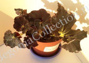 Begonia Dark Mambo-2