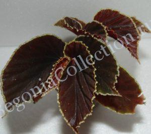 Begonia Darthvaderiana-1