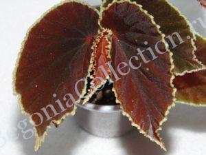 Begonia Darthvaderiana-2