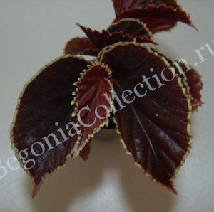 Begonia Darthvaderiana
