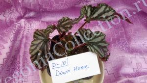 begonia-down-home-3