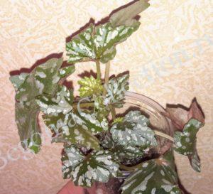 Begonia Dregei Shepherdii-2