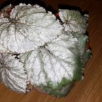 begonia-earl-of-pearl-1
