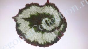 begonia-escargot-3