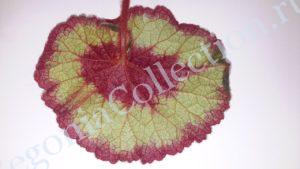 begonia-escargot-4