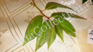 begonia-foliosa-miniata-1