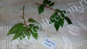 begonia-foliosa-miniata-3