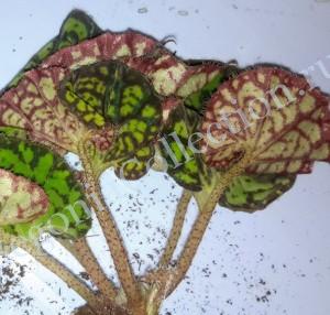 Begonia Froggy-2