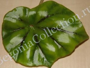 Begonia Grandulosa
