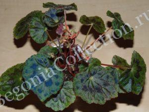 Begonia Henryi
