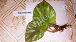 Begonia Iridescens-2