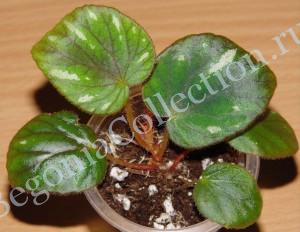 Begonia Iridescens