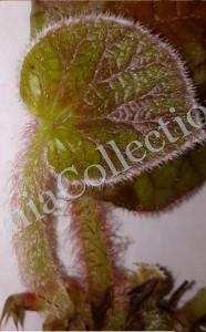 Begonia Iridescens-RM-AR-1097-4
