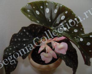 Begonia Lone Star Aussie-1
