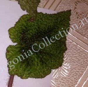 Begonia Masoniana Tricolor-3