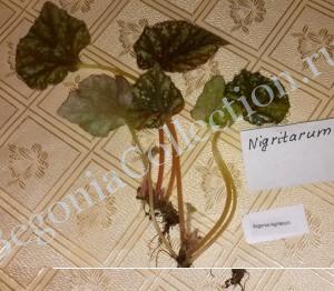 Begonia Nigritarum-3