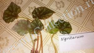 Begonia Nigritarum