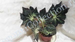 Begonia Palomar Prince-1