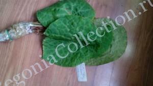 Begonia Phutoensis-