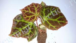 Begonia Rajah-2