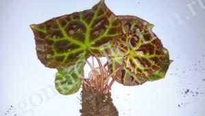 Begonia Rajah-3