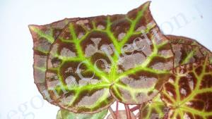 Begonia Rajah-4