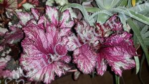 Begonia Raspberry Swirl-1