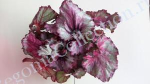 Begonia Raspberry Swirl-2
