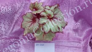 Begonia Raspberry Swirl-3