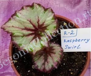 Begonia Raspberry Swirl-5