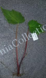 Begonia Ravenii A-1-