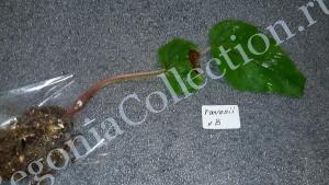 Begonia Ravenii B-
