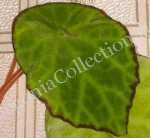 Begonia Scapigera-3