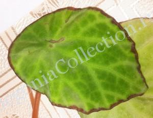 Begonia Scapigera-4