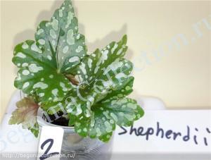 Begonia Dregei Shepherdii-7