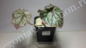 Begonia Silver Korkscrew