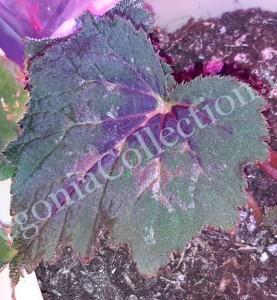 Begonia Taliensis-3